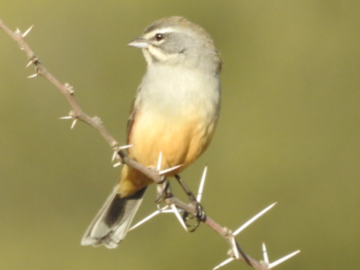 Rufous-sided Warbling Finch - ML620458972