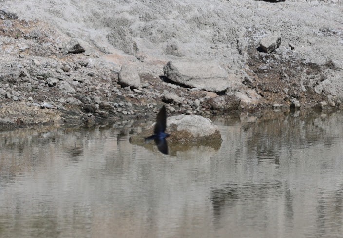 Barn Swallow - ML620458974