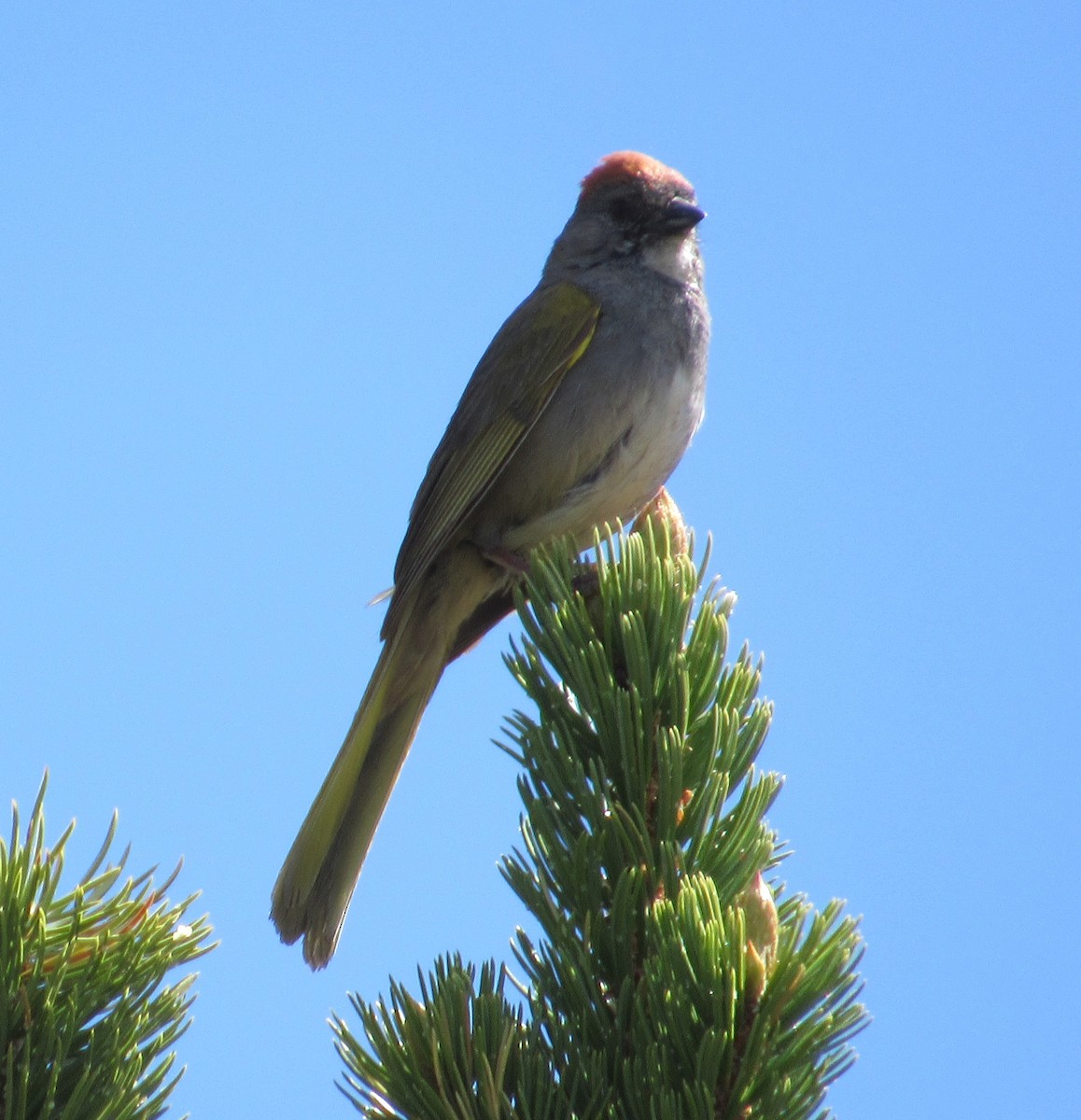 Green-tailed Towhee - ML620458975