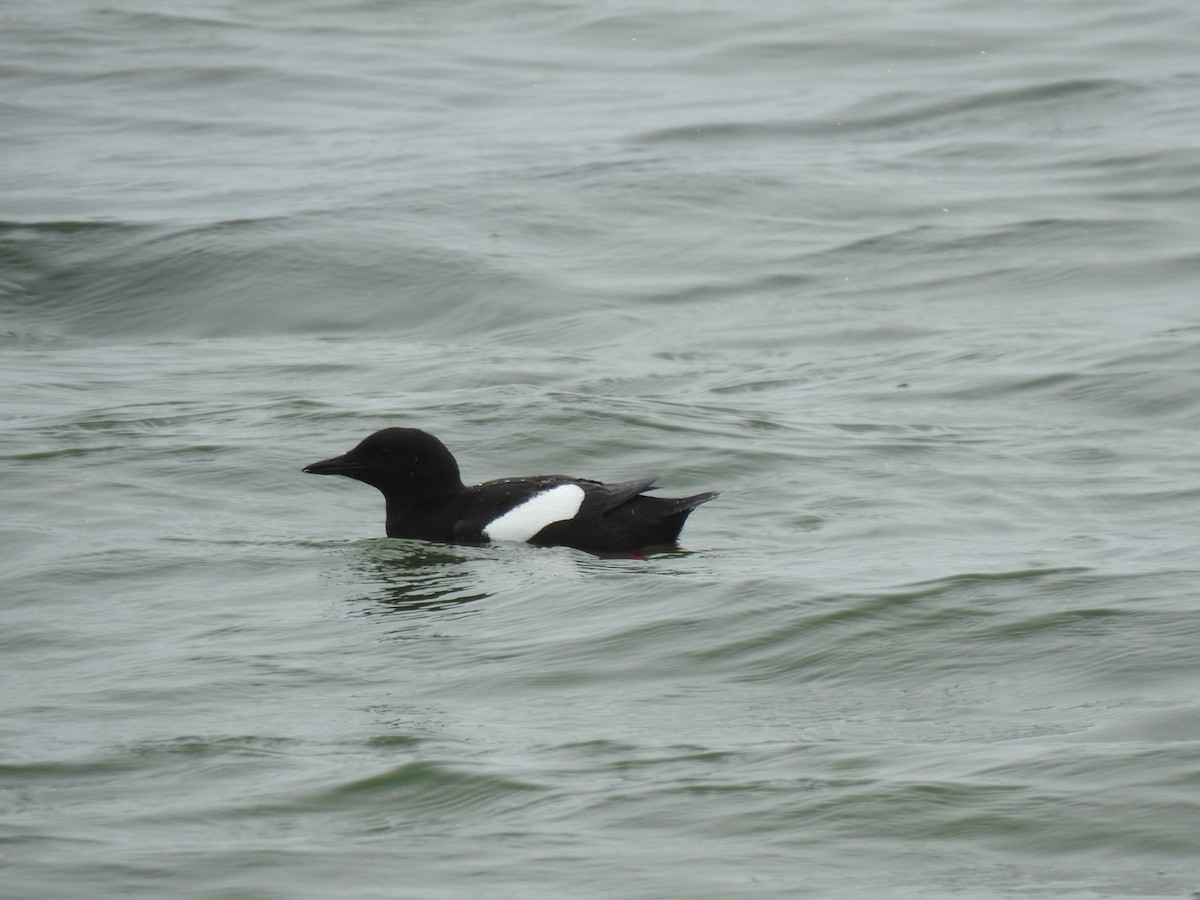 Black Guillemot - ML620458977