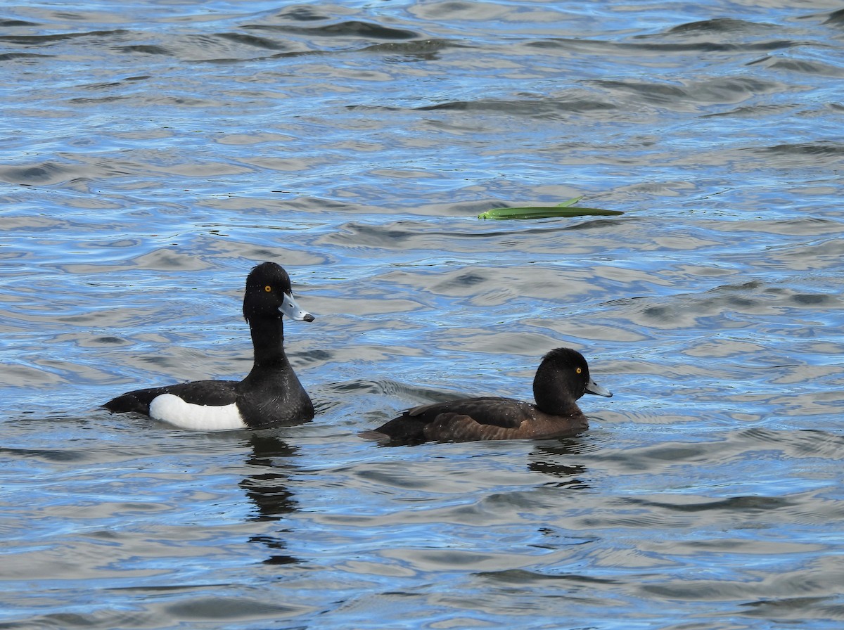 Tufted Duck - ML620458978