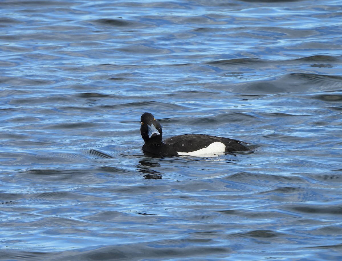 Tufted Duck - ML620458979
