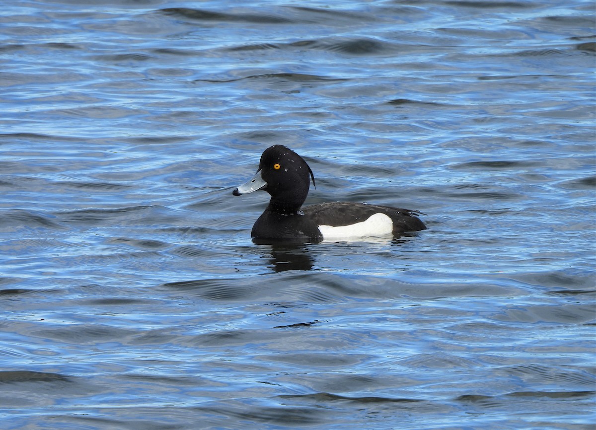 Tufted Duck - ML620458980