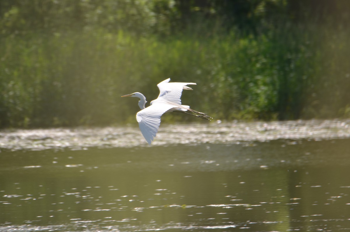 Great Egret - ML620458986