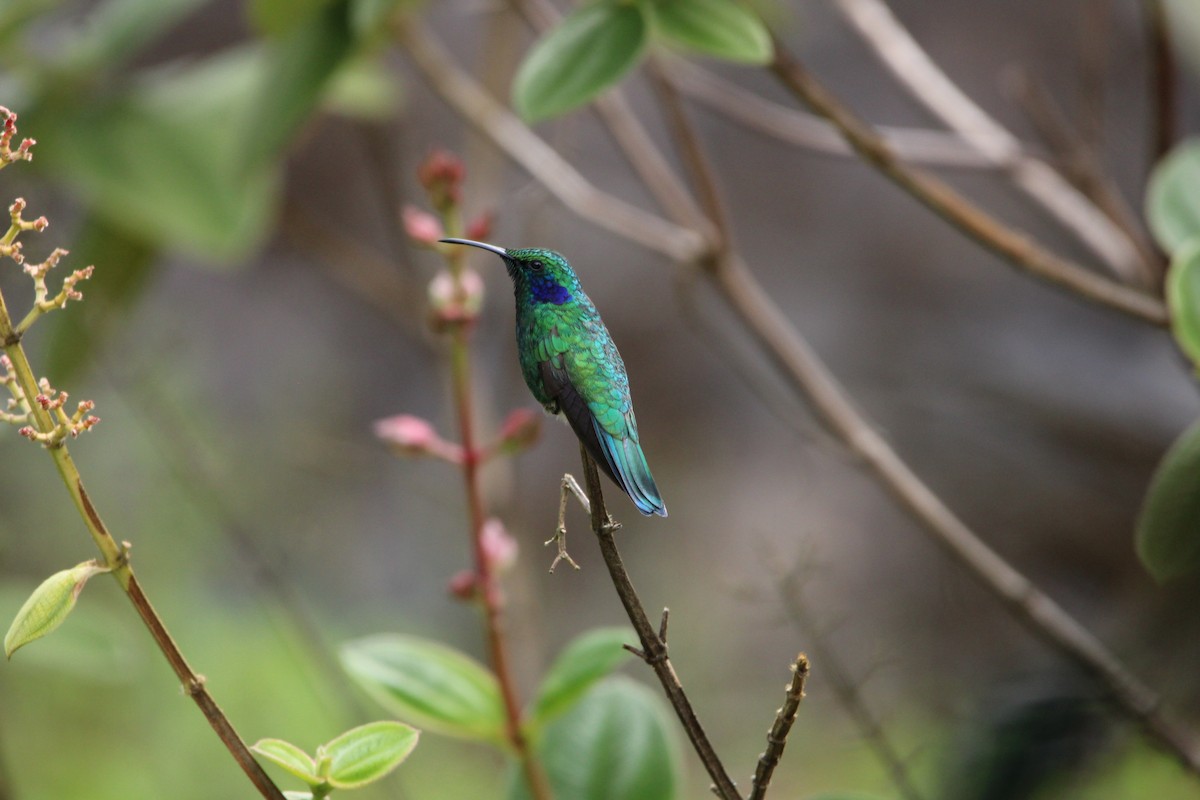 kolibřík modrouchý - ML620458990