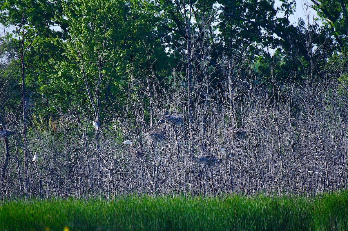 Great Egret - ML620459009