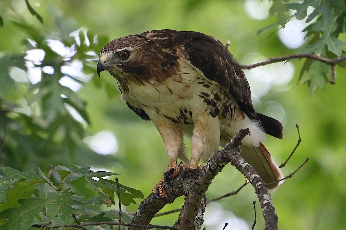 Red-tailed Hawk - ML620459010