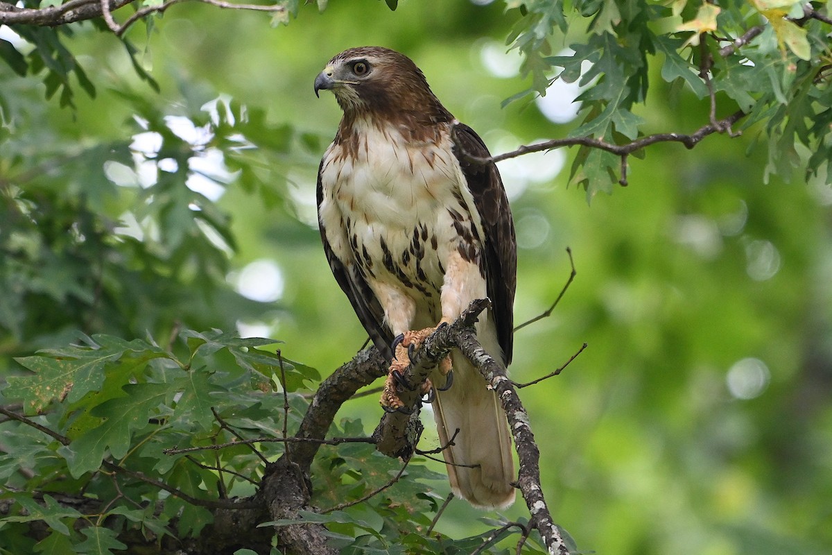 Red-tailed Hawk - ML620459011