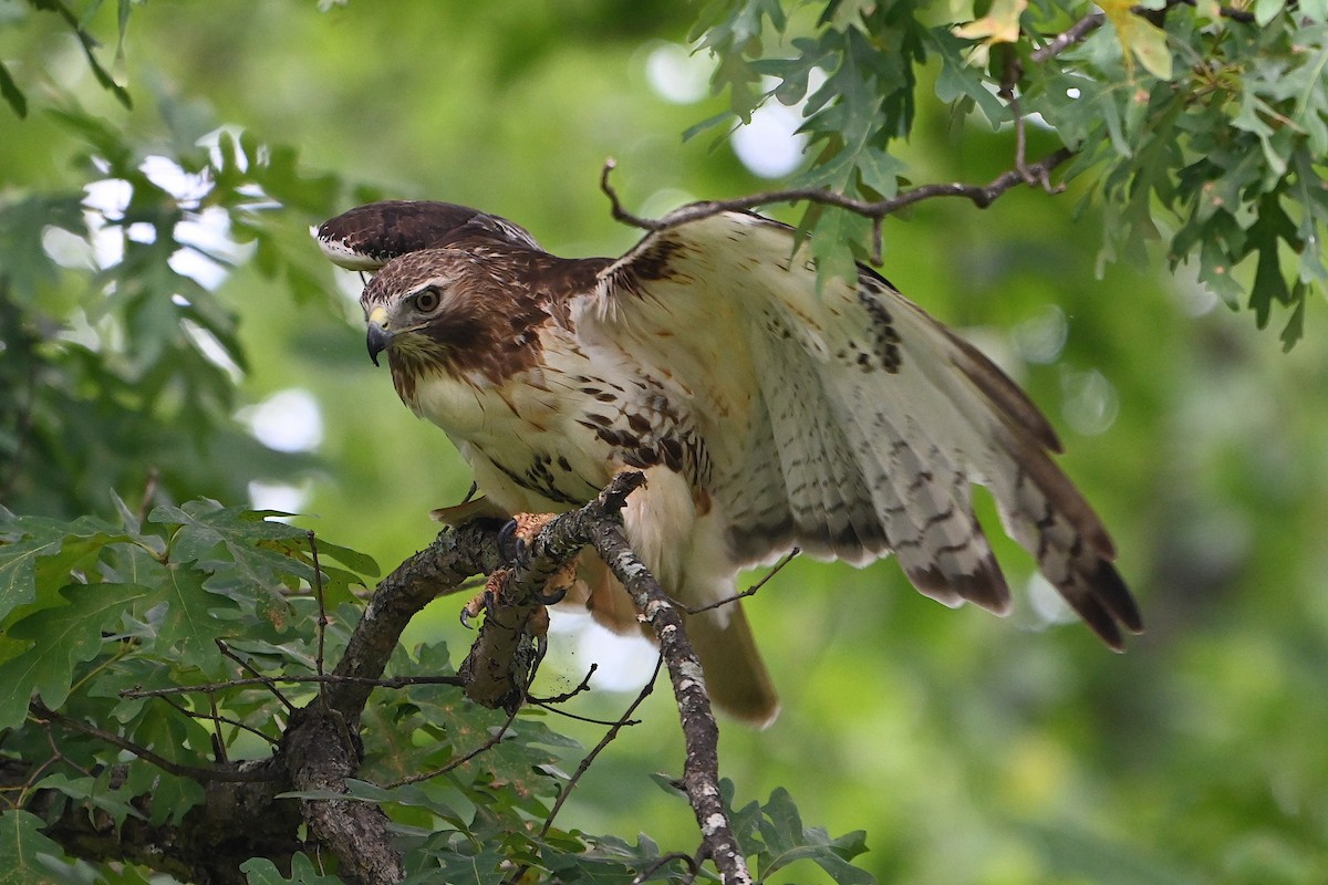 Red-tailed Hawk - ML620459012