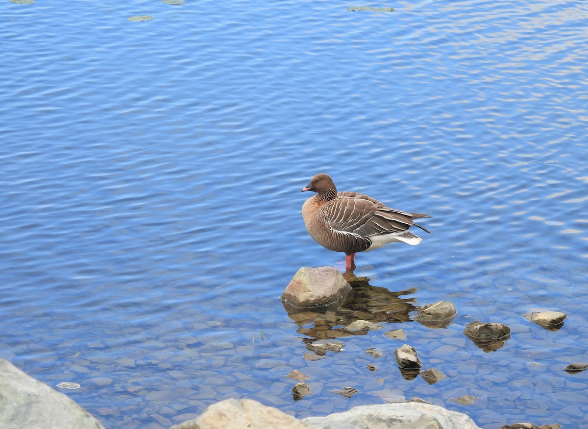 Pink-footed Goose - ML620459017