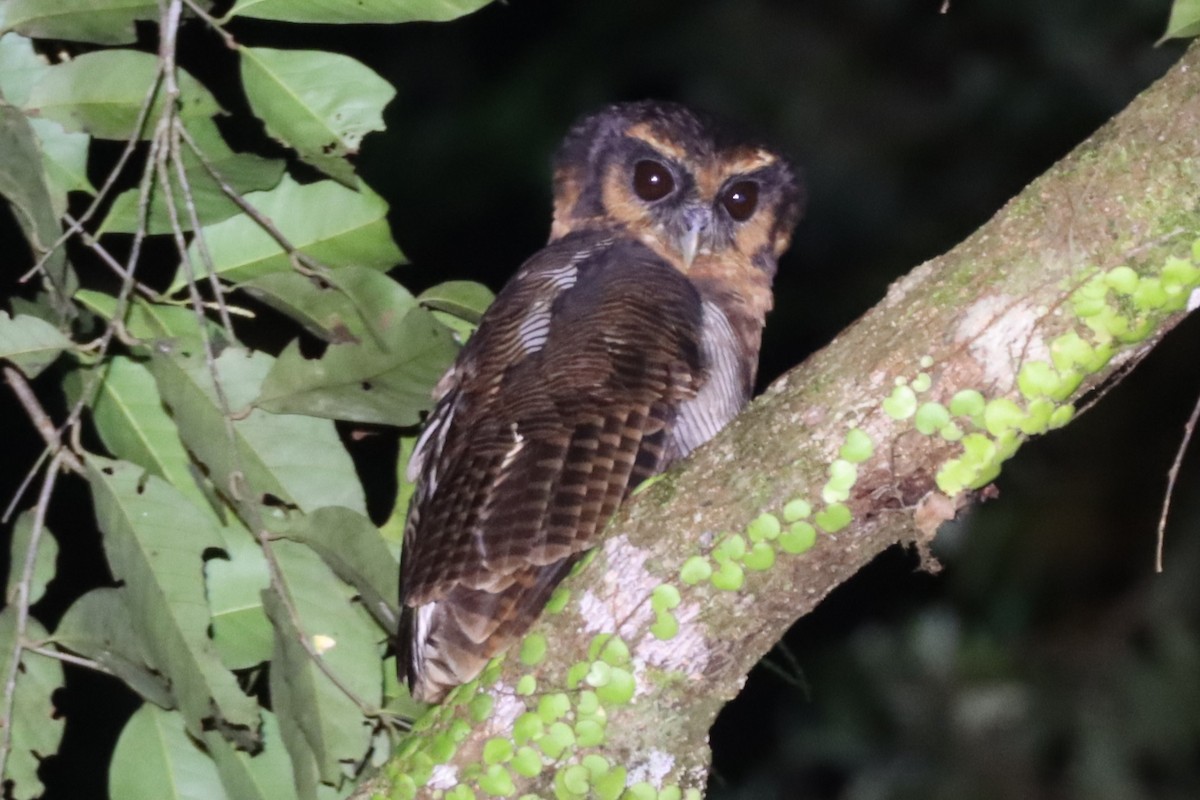 Brown Wood-Owl - ML620459020