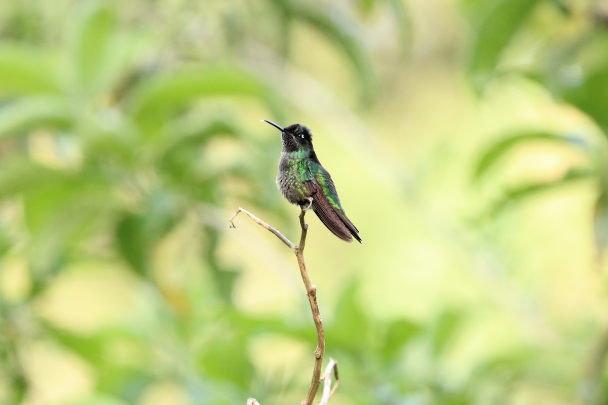 Talamanca Hummingbird - ML620459023