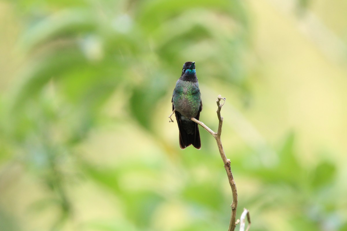 Talamanca Hummingbird - ML620459025