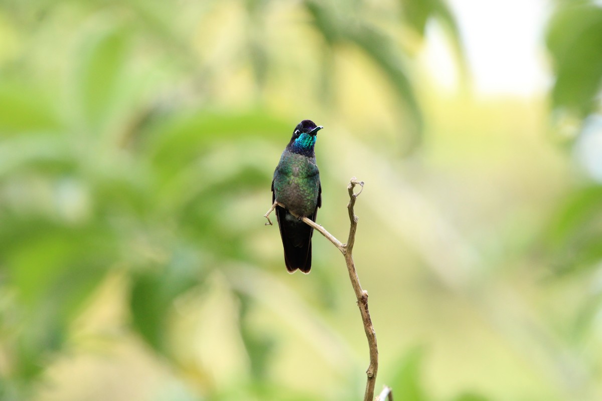 Talamanca Hummingbird - ML620459026