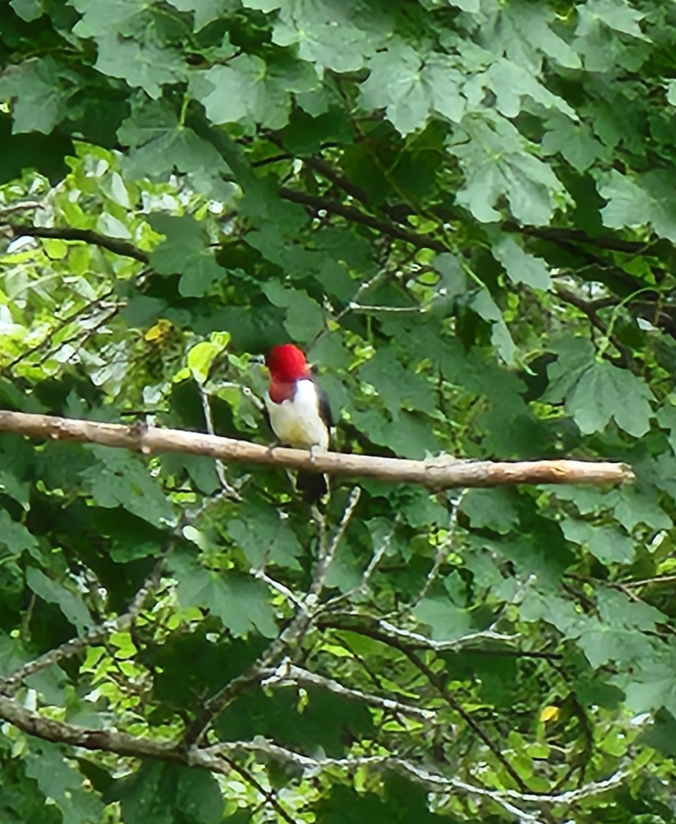 Pic à tête rouge - ML620459027