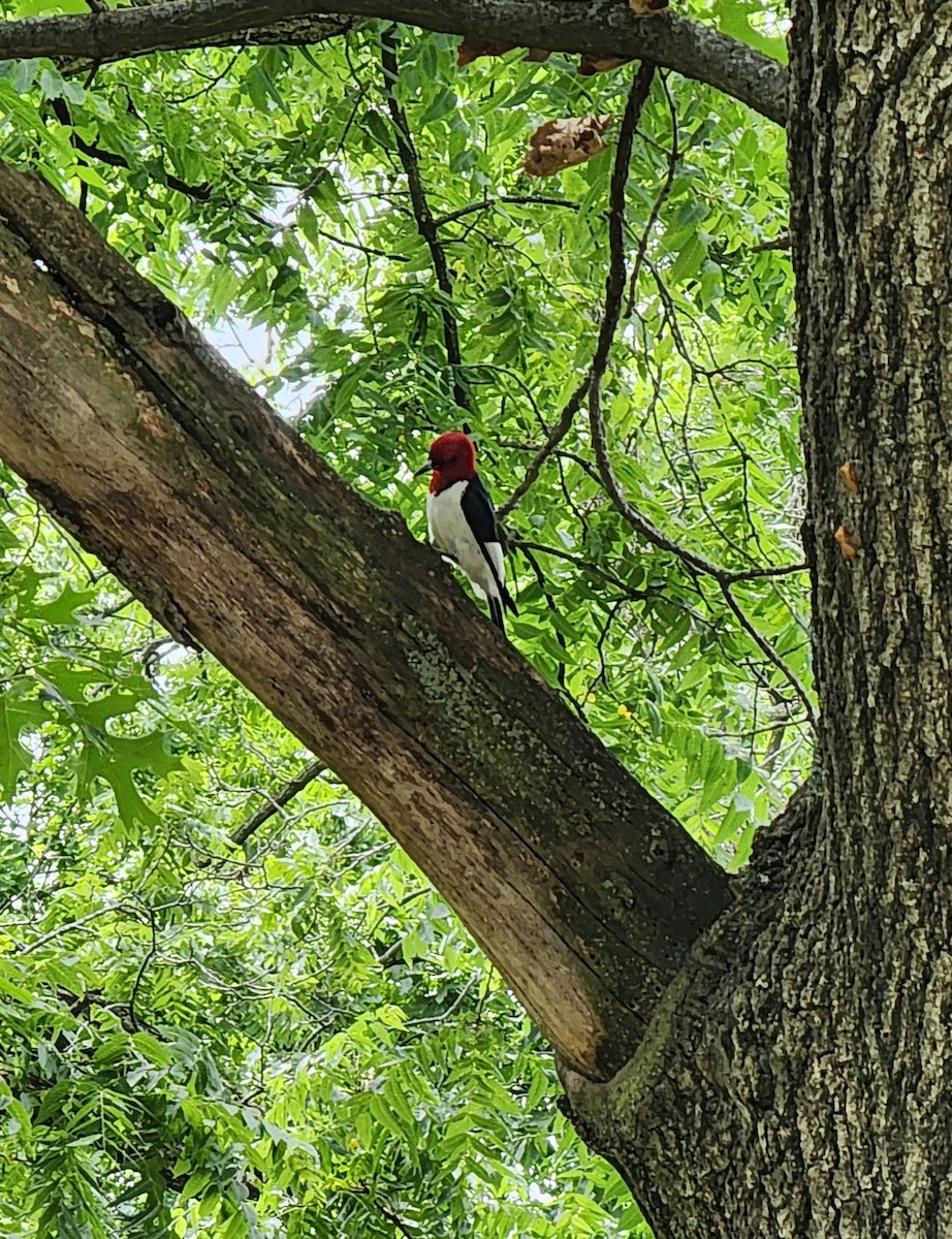 Red-headed Woodpecker - ML620459029