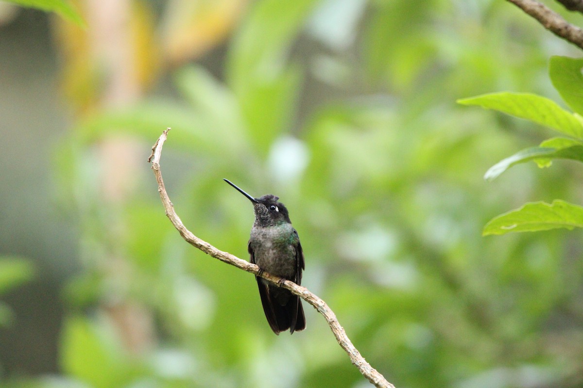 Talamanca Hummingbird - ML620459031