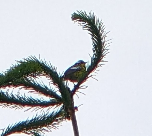 Magnolia Warbler - ML620459038