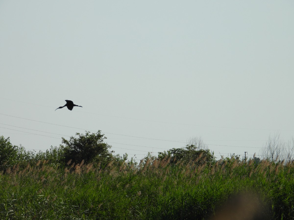 Glossy Ibis - ML620459040