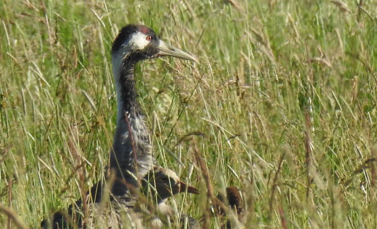 Common Crane - ML620459042