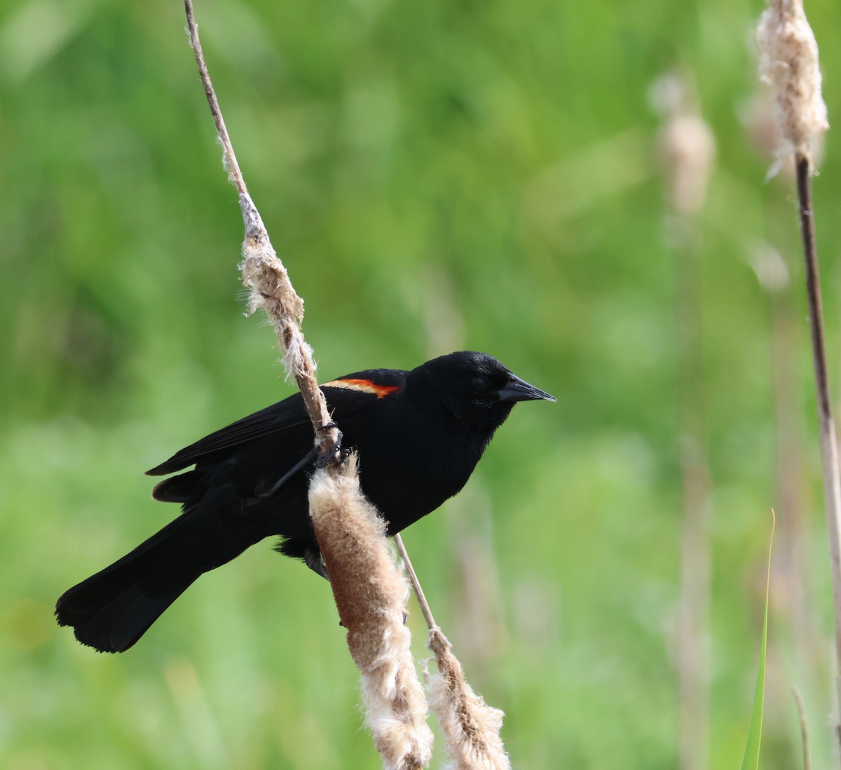 Red-winged Blackbird - ML620459043