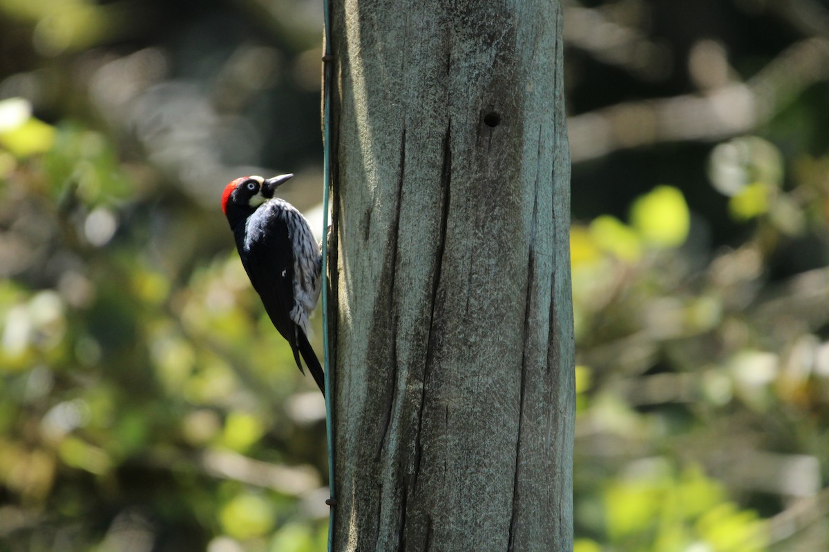 Acorn Woodpecker - ML620459051