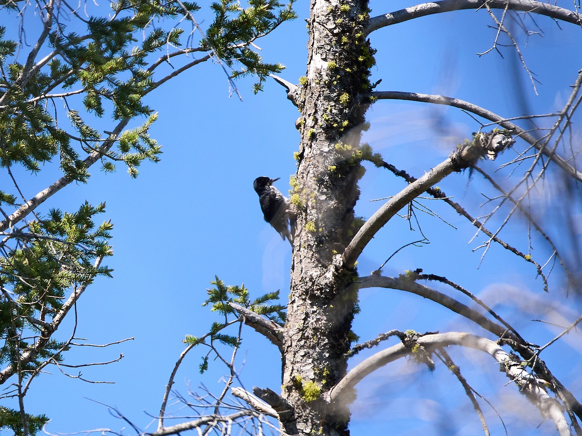 Black-backed Woodpecker - Scott Ramos