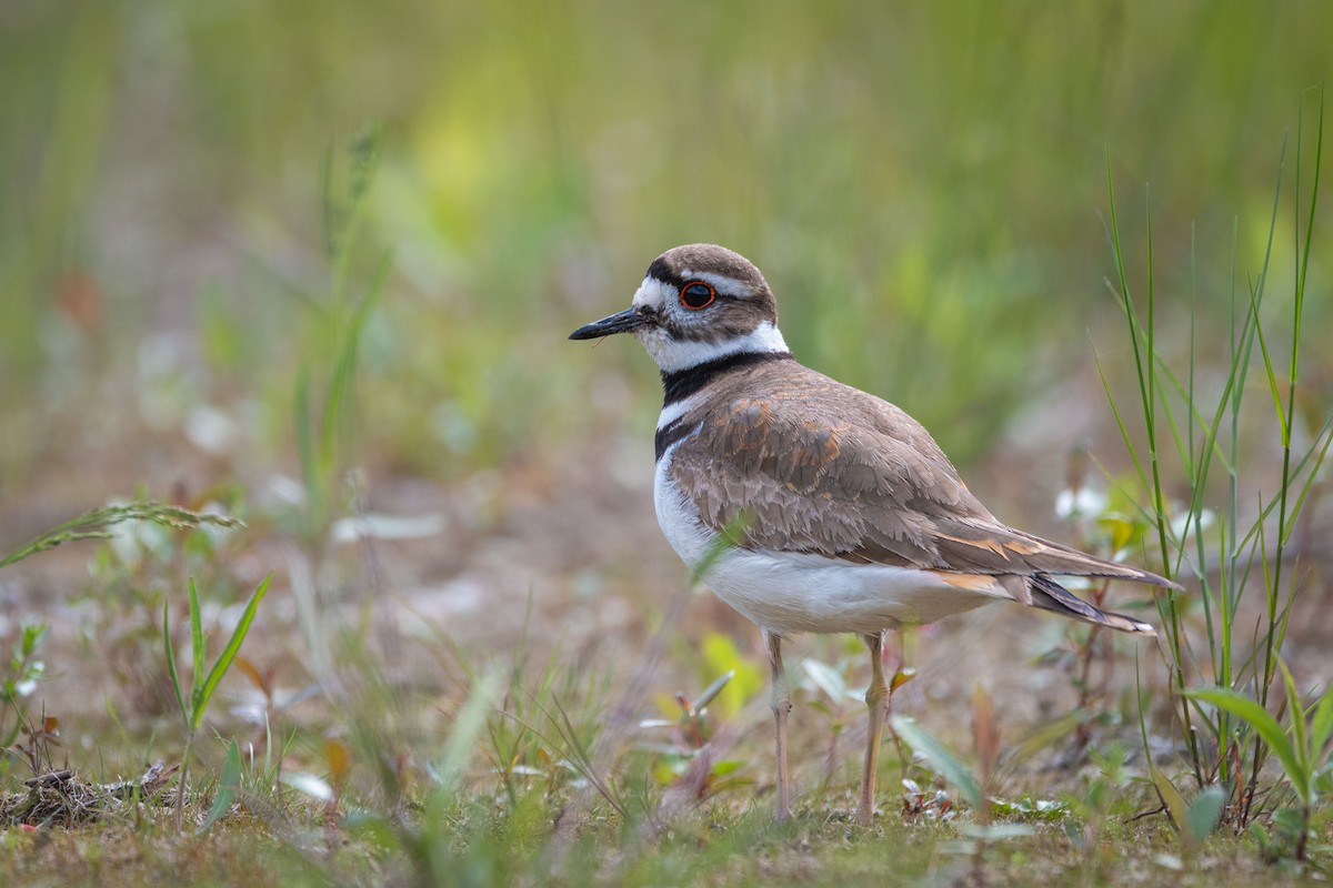 Killdeer - ML620459060