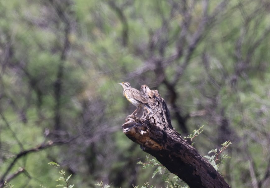 Chihuahuan Meadowlark - ML620459062