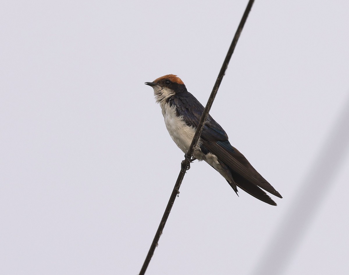Wire-tailed Swallow - ML620459063