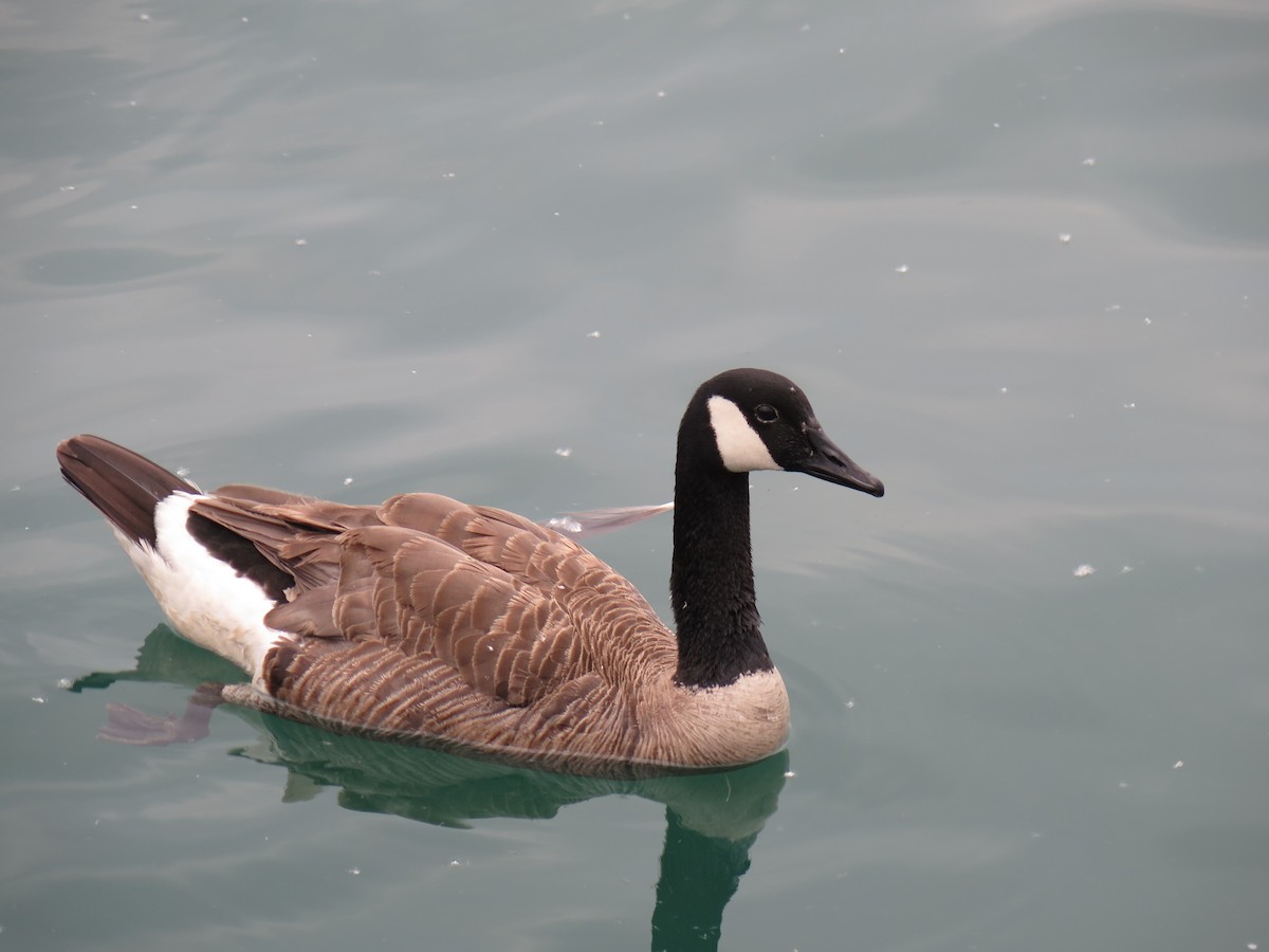 Canada Goose - ML620459064