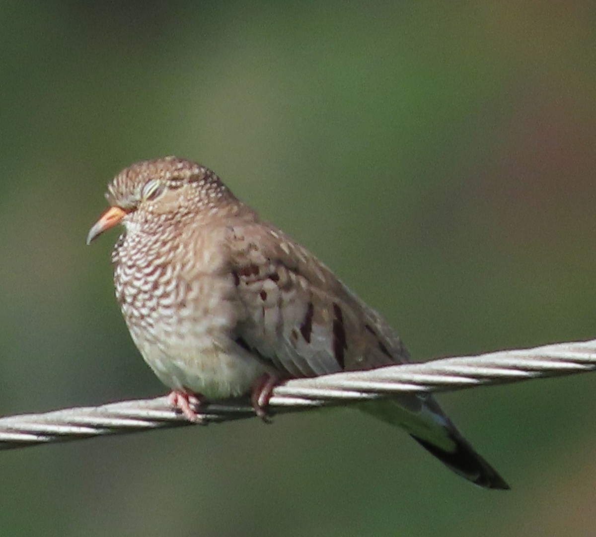 Common Ground Dove - Alfredo Correa