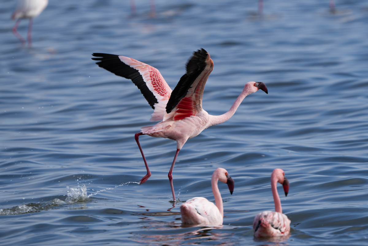 Küçük Flamingo - ML620459071