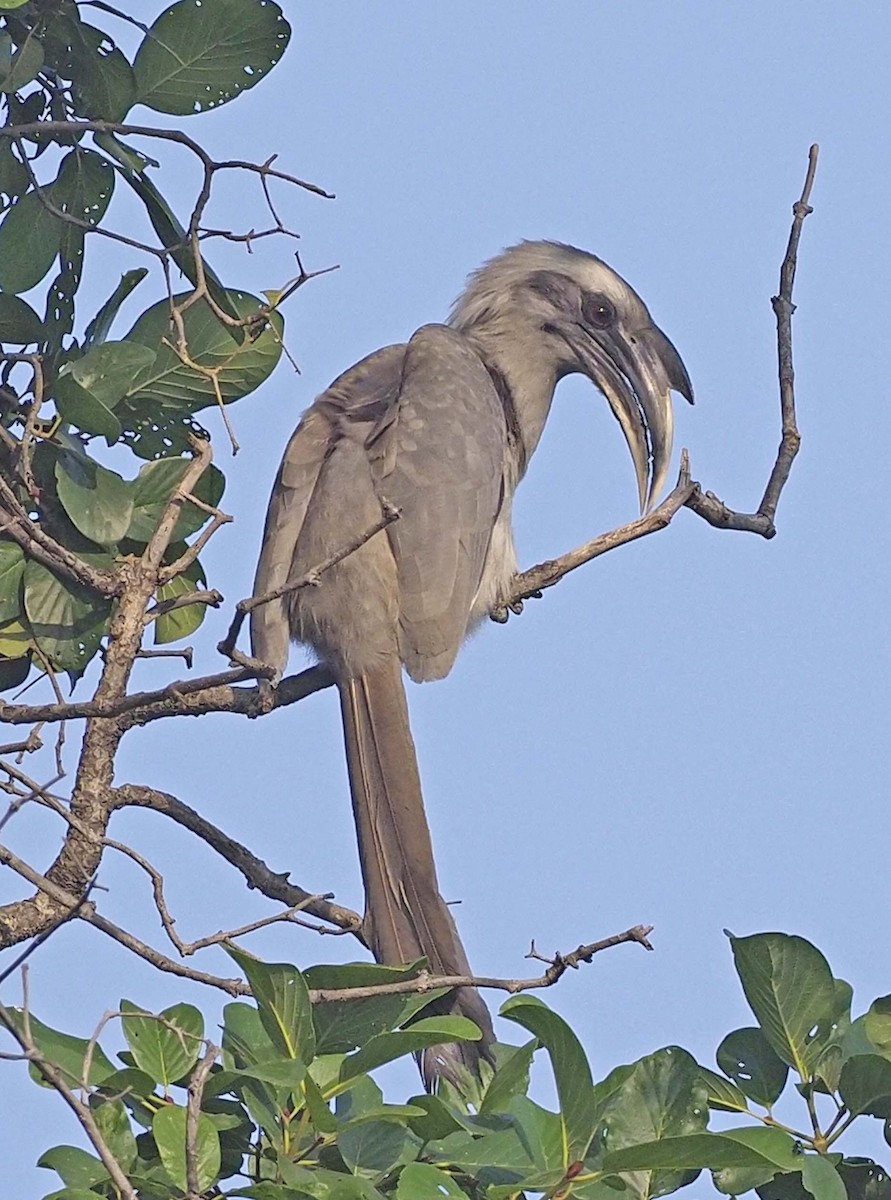 Indian Gray Hornbill - ML620459072