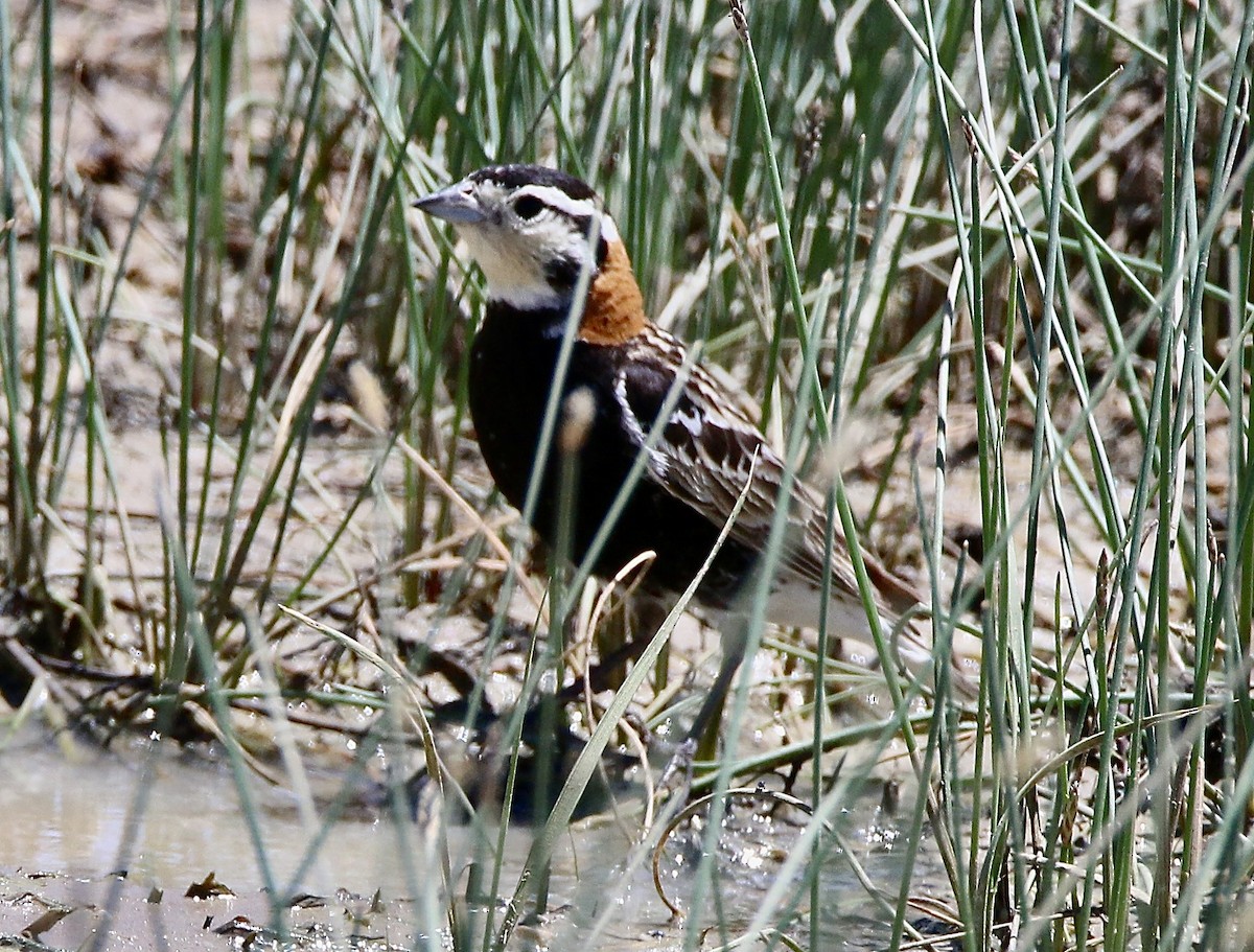 Chestnut-collared Longspur - Norm Lewis