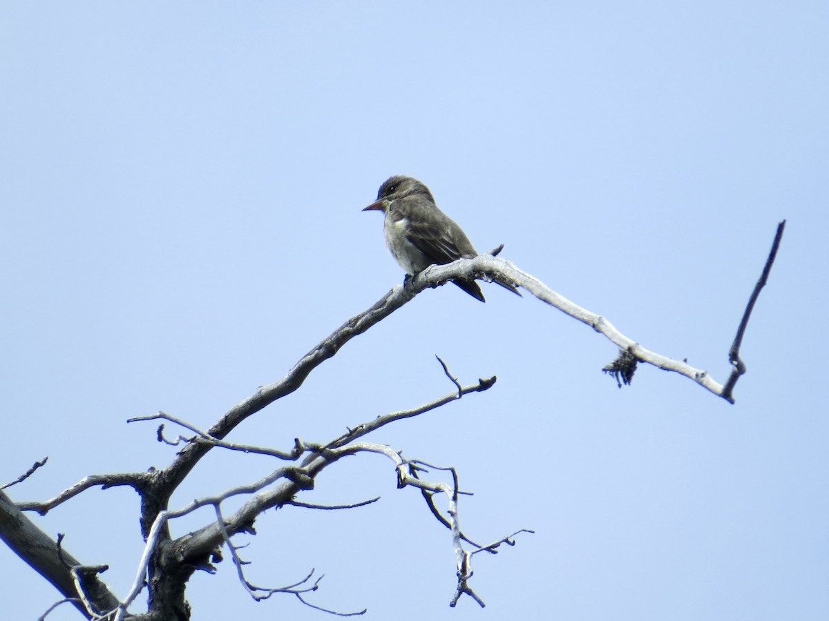 Olive-sided Flycatcher - ML620459082