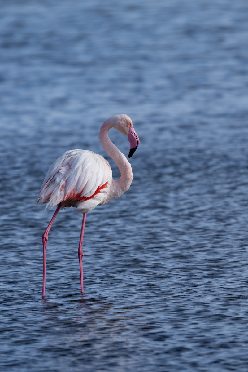 Greater Flamingo - ML620459083