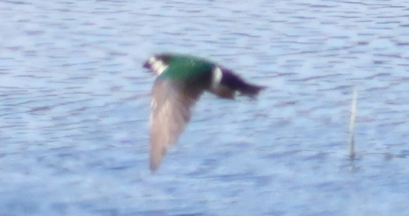 Violet-green Swallow - ML620459084