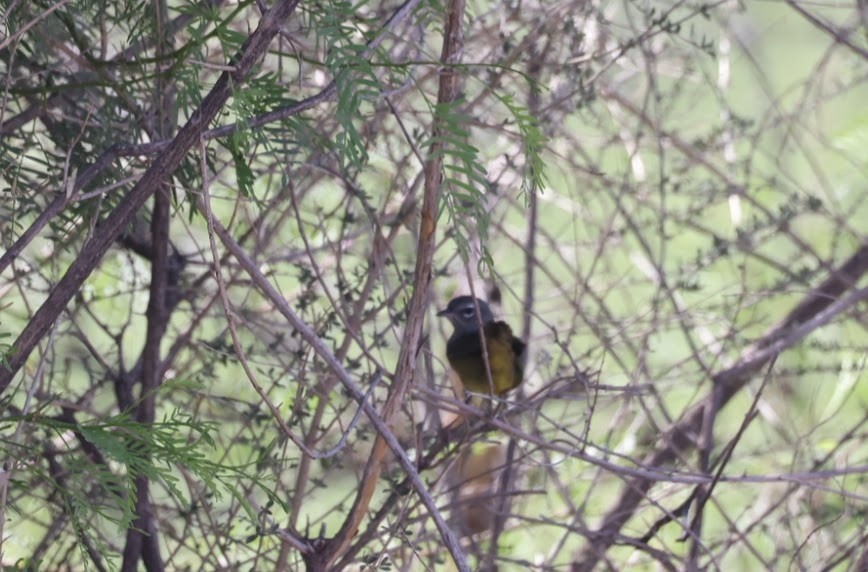 MacGillivray's Warbler - ML620459086