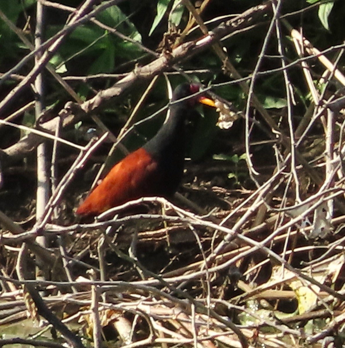 Jacana Suramericana - ML620459087