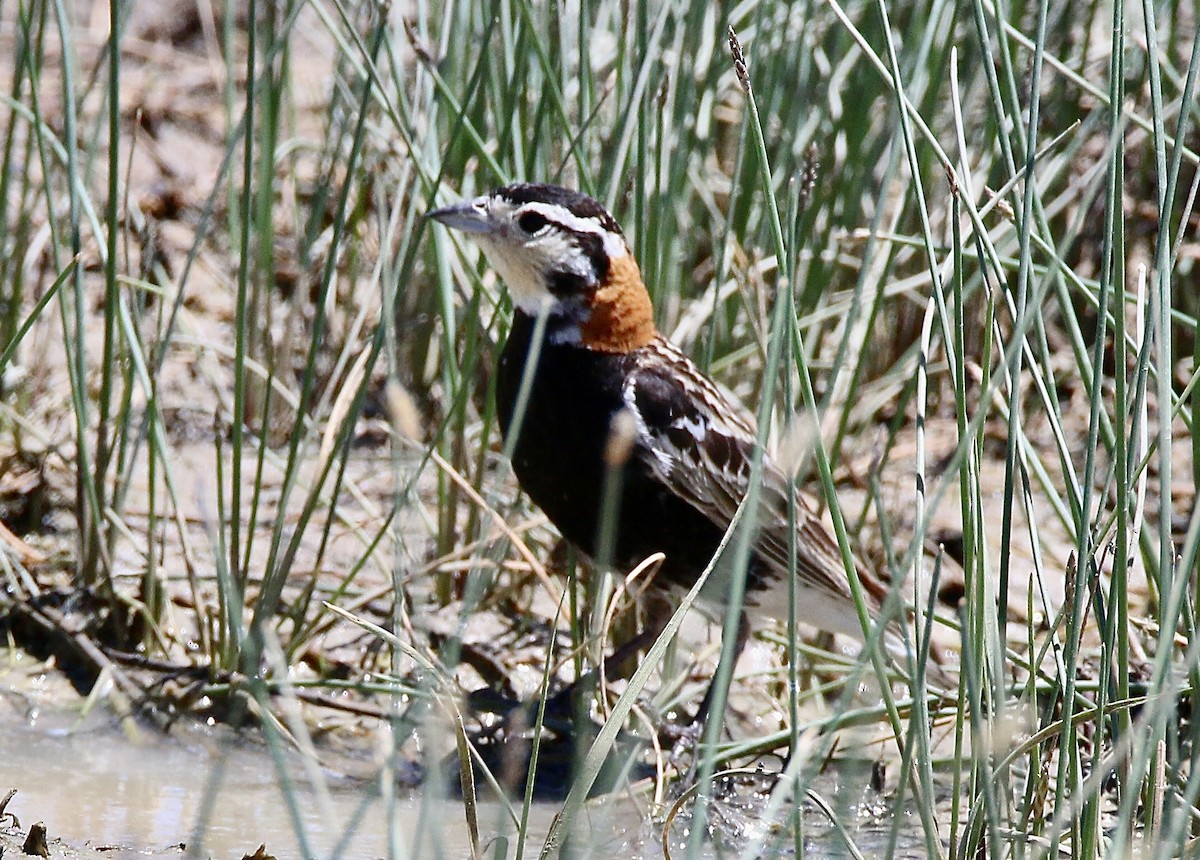 Chestnut-collared Longspur - ML620459088