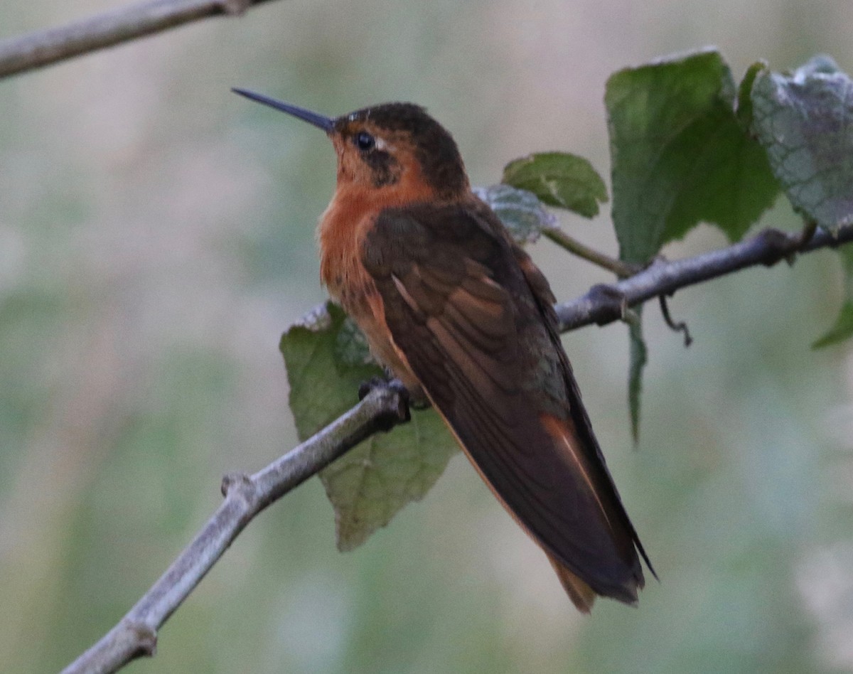 kolibřík duhovohřbetý - ML620459089