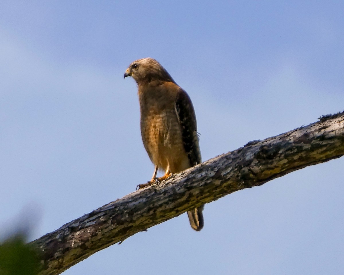 Red-shouldered Hawk - Kathy L. Mock