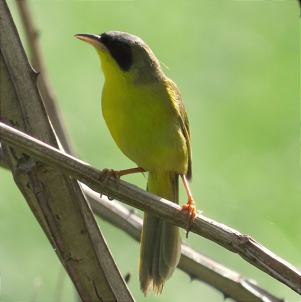 Masked Yellowthroat - Alfredo Correa