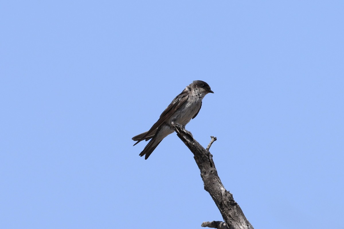 Golondrina de Tumbes - ML620459106