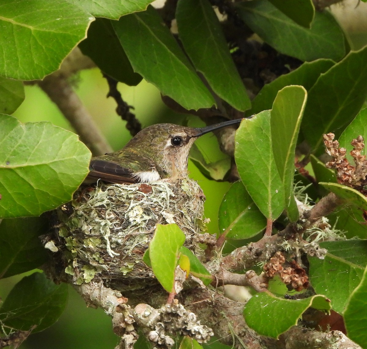 rødmaskekolibri - ML620459107