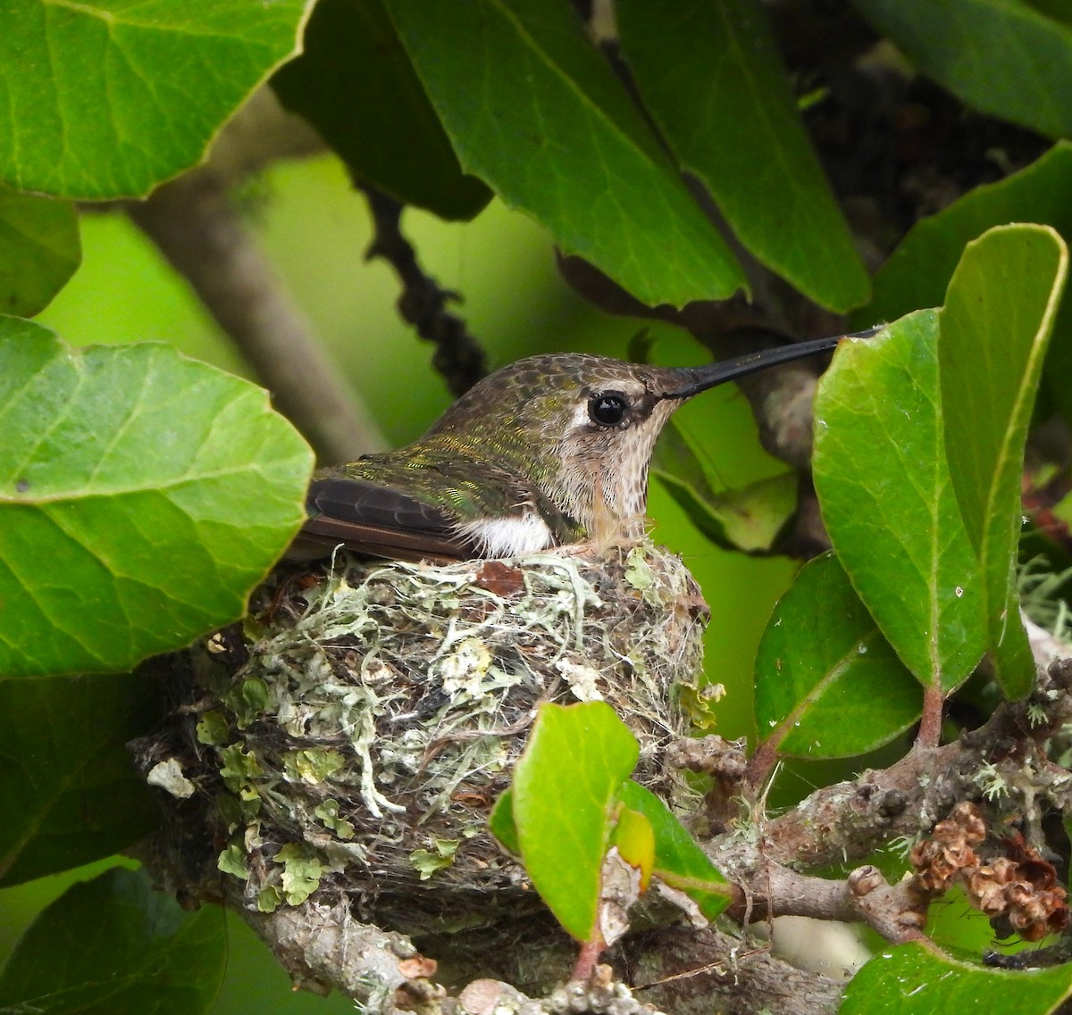 Anna's Hummingbird - ML620459108