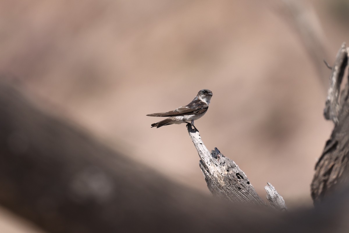 Golondrina de Tumbes - ML620459111