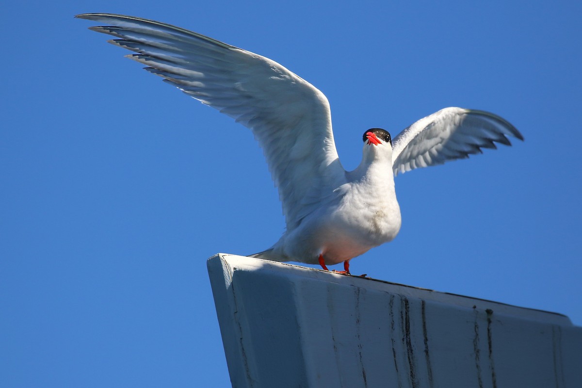 South American Tern - ML620459113