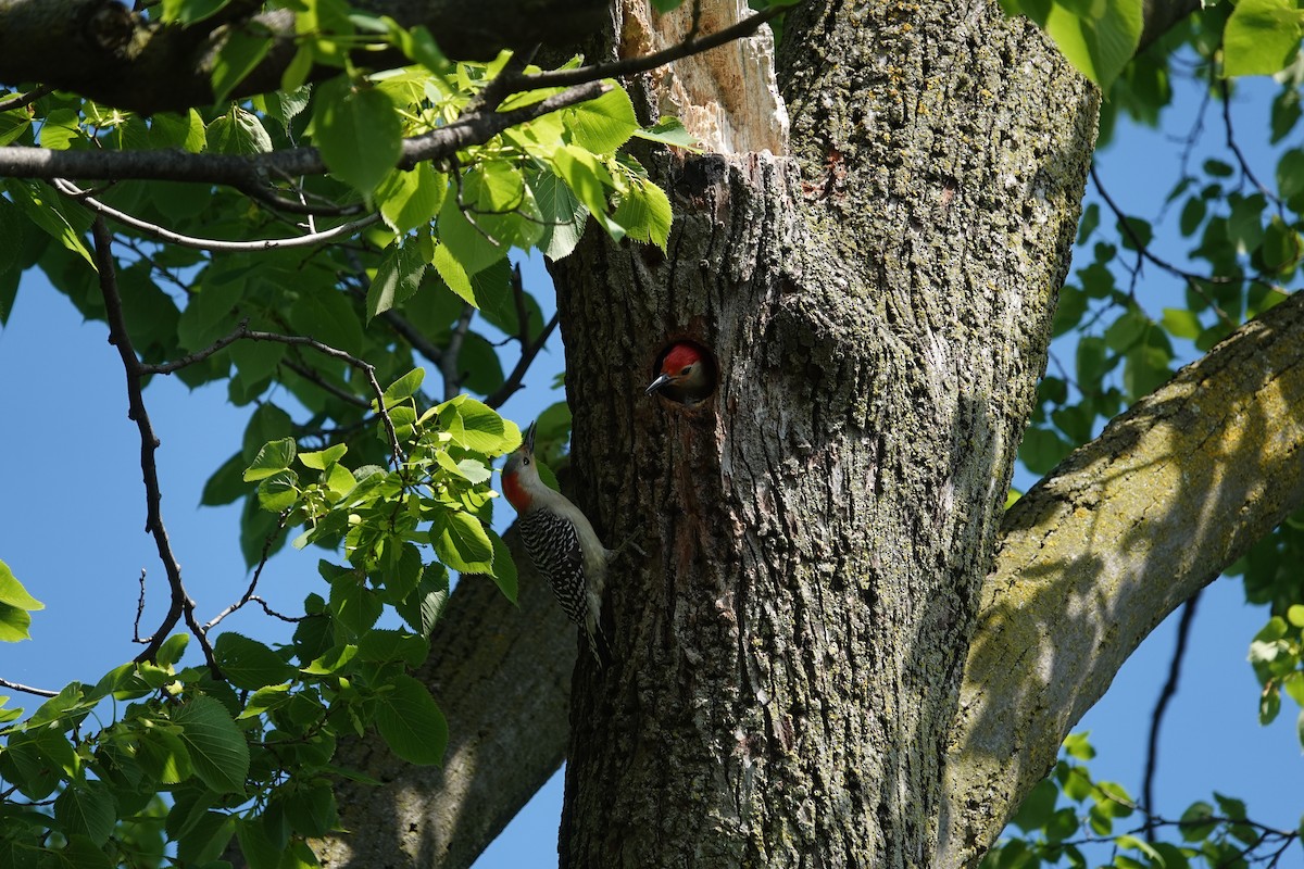 Red-bellied Woodpecker - ML620459125